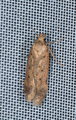 Pseudotelphusa paripunctella