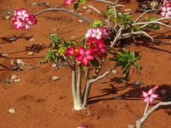 Adenium