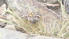 Athroolopha pennigeraria