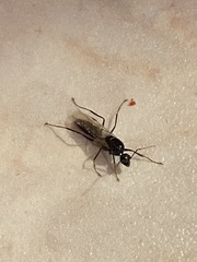 Camponotus