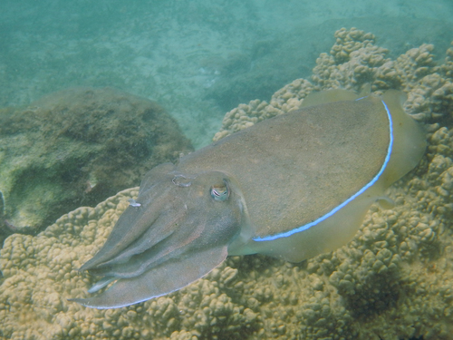 Acanthosepion pharaonis