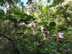 Canavalia septentrionalis