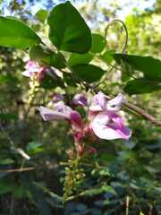 Canavalia septentrionalis