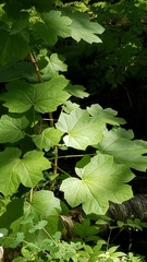 Oplopanax
