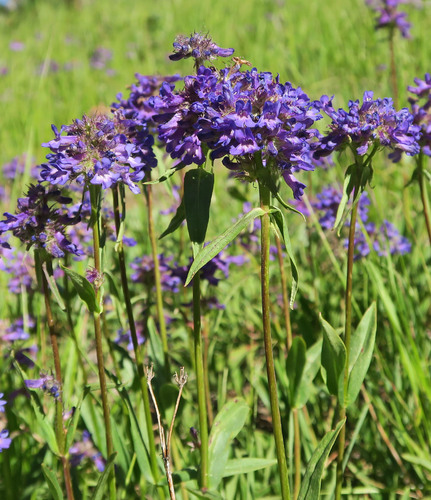 Penstemon washingtonensis