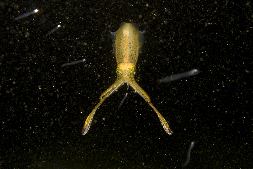 Sepioteuthis lessoniana