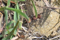 Dasymutilla creon