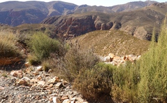 Phymaspermum appressum