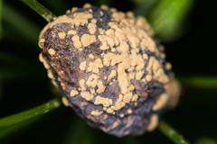 Monilinia fructigena