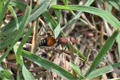 Dasymutilla creon
