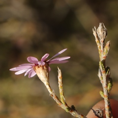 Phymaspermum appressum