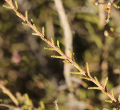 Phymaspermum appressum