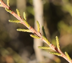 Phymaspermum appressum