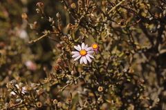 Phymaspermum appressum