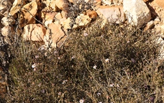 Phymaspermum appressum