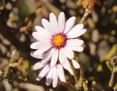 Phymaspermum appressum