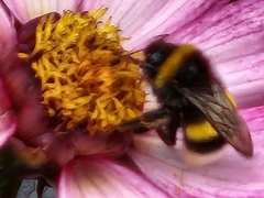 Bombus