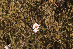 Phymaspermum appressum