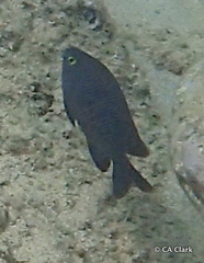 Plectroglyphidodon marginatus