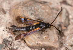 Synanthedon polaris