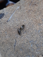 Orectochilus villosus