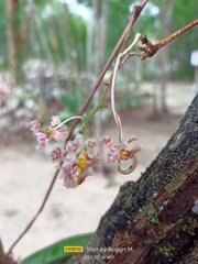 Trichocentrum oerstedii