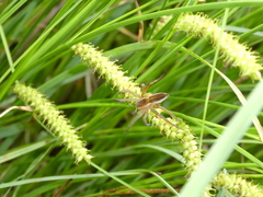 Dolomedes fimbriatus