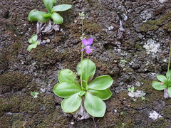 Pinguicula moranensis
