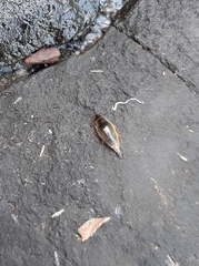 Orectochilus villosus