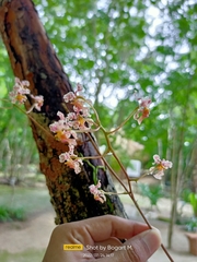 Trichocentrum oerstedii