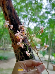 Trichocentrum oerstedii