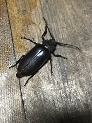 Rhaesus serricollis