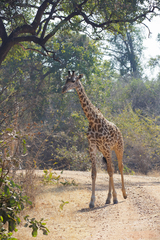 Giraffa camelopardalis thornicrofti