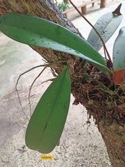 Trichocentrum oerstedii