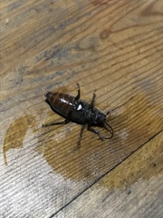 Rhaesus serricollis