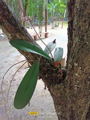 Trichocentrum oerstedii