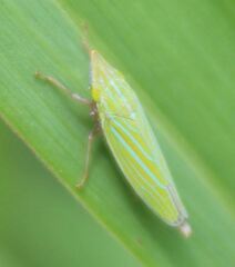 Draeculacephala producta