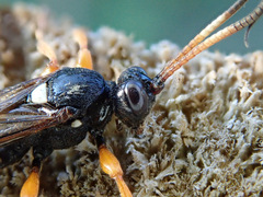 Ichneumon ambulatorius