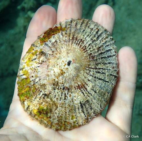 Cellana talcosa observed 2018-05-24