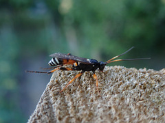 Ichneumon ambulatorius