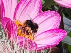 Bombus