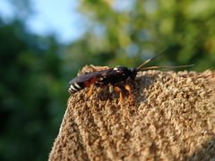 Ichneumon ambulatorius