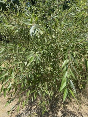 Salix laevigata