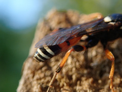 Ichneumon ambulatorius
