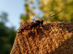 Ichneumon ambulatorius