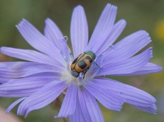 Cryptocephalus laetus