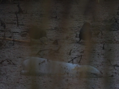 Chrysomus ruficapillus