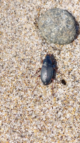 Dark-footed Harp Ground Beetle photo 4