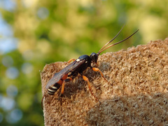 Ichneumon ambulatorius