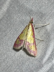 Choristostigma roseopennalis